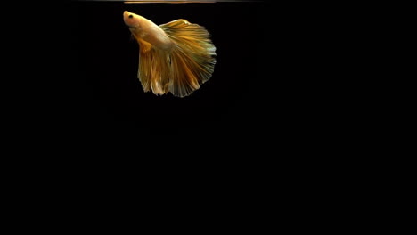 Vibrant-and-colourful-Siamese-fighting-fish-Betta-splendens,-also-known-as-Thai-Fighting-Fish-or-betta,-a-popular-aquarium-fish-in-super-slow-motion-on-black-background