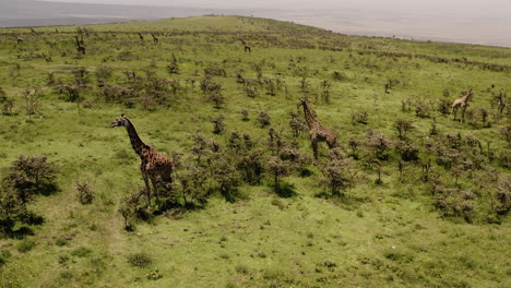 Family-of-giraffes-on-the-hill-side-of-Ngorngoro-ridge,-near-Serengeti-Valley,-with-safari-tour-cars-in-the-distance