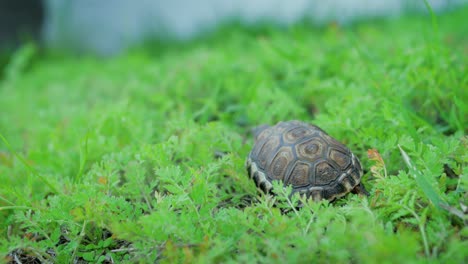 A-small-tortoise-slowly-walks-away-on-fine-green-vegetation