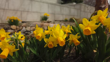 A-slow-camera-pan-on-a-group-of-yellow-Daffodils-in-a-spring-garden-waving-in-the-wind