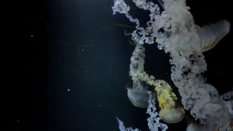 Jellyfish---Chrysaora-Plocamia---Large-number-of-tentacles-presented-in-the-campaign-at-Kamon-Aquarium,-Japan