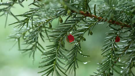 Fir-tree-branch-with-red-berry,-rainy-day,-close-up