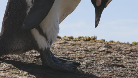 African-penguin-standing-on-rock-and-scratching-itself-with-the-beak
