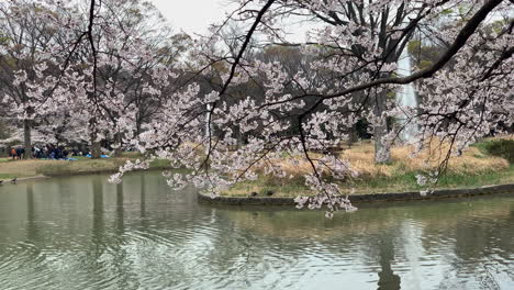 Beautiful-view-of-a-lake-at-Yoyogi-Park-with-cherry-blossoms