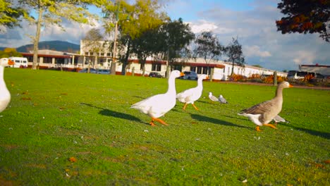 group-of-goose-walks-around-rotorua-park-new-zealand