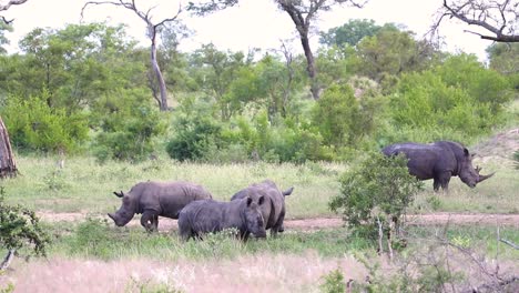 Gruppe-Von-Nashörnern,-Die-Im-Gras-Sabi-Sand-Wildreservat-In-Südafrika-Stehen