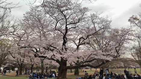 Wide-panoramic-of-Yoyogi-Park-with-people-taking-pictures,-walking-and-enjoy-a-picnic-around-cherry-tree-blossoms