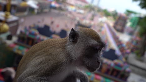 Slow-motion-close-up-of-a-macaque-long-tailed-monkey-with-the-Batu-Cave-stairs-in-the-background