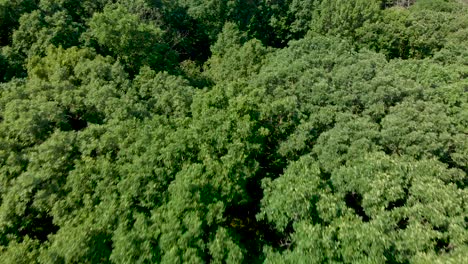 Drone-Aéreo-Sobre-Un-Exuberante-Dosel-De-árbol-Verde-En-El-Bosque-4k-Ojo-De-Pájaro