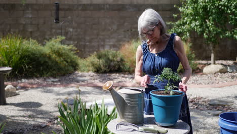 Eine-Schöne-Alte-Großmuttergärtnerin,-Die-Eine-Bio-Tomatenpflanze-In-Einer-Sonnigen-Hinterhof-Zeitlupe-Eintopft