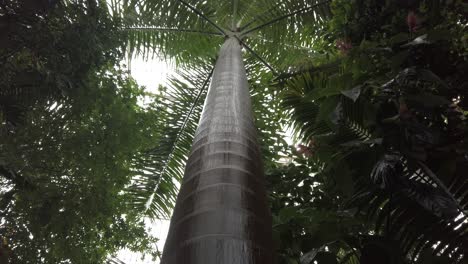 Camera-tilt-up-the-trunk-of-a-tall-Palm-tree-in-a-greenhouse