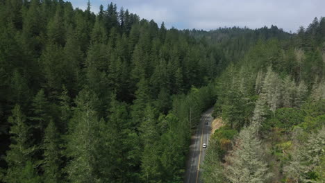 Aerial-shot-of-a-HUGE-turkey-vulture-swooping-in-front-of-the-drone-with-thick-forest,-mountains,-while-following-a-car-in-remote-Napa-County,-California