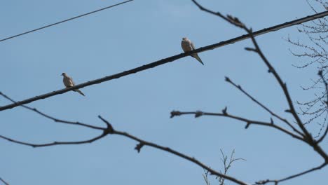 Two-doves-perched-on-a-wire-with-a-tree-branch-blowing-in-the-foreground
