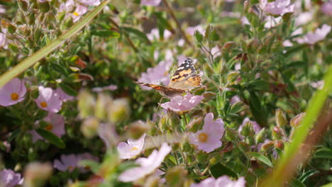 Una-Mariposa-Pintada-Alimentándose-De-Néctar-Y-Recogiendo-Polen-En-Bonitas-Flores-Rosas-Durante-Una-Flor-De-Primavera-De-California