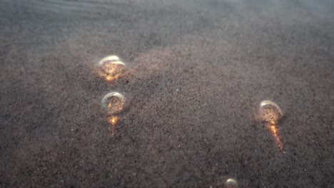 Small-glowing-organism-floating-in-sea-water-on-sand,-macro-shot