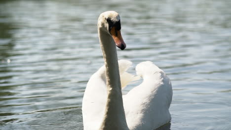 White-Swan-swimming-in-the-lake