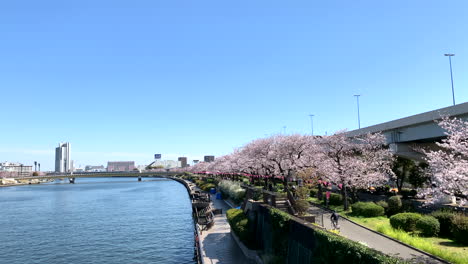 Schöne-Aussicht-Auf-Einen-Sumida-Fluss-Mit-Kirschblüten-Im-Sumida-Park