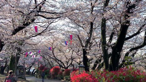 Eine-Hanami-Atmosphäre-Mit-Fuchsiafarbenen-Kirschblüten-Im-Asukayama-Park