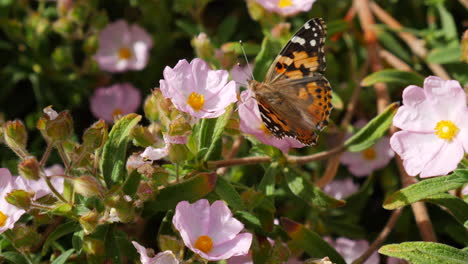 A-painted-lady-butterfly-with-colorful-wings-feeding-on-nectar-and-collecting-pollen-on-pink-wild-flowers-during-a-California-bloom