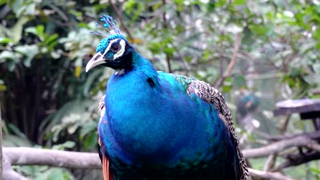 blue-peahen-peafowl-standing-on-tree