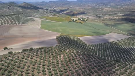 Aerial-panoramic-shot-of-olive-fields-in-the-south-of-Spain