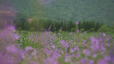 Purple-and-violet-flowers-are-gently-moving-in-the-warm-summer-wind-in-Italy