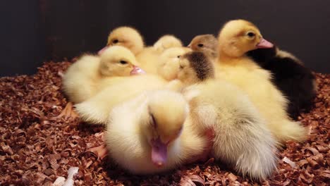 Group-of-sleepy-newborn-ducklings-fall-asleep-under-heat-lamp