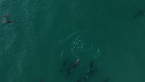 Aerial-view-of-a-large-pod-of-dolphins-playing-and-interacting-in-the-ocean-waves