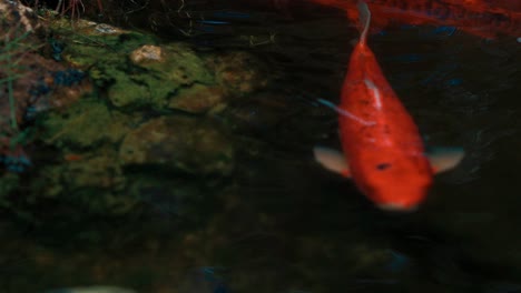 Variedades-Coloreadas-De-Carpa-Amur-Nadando-En-Un-Estanque-Natural