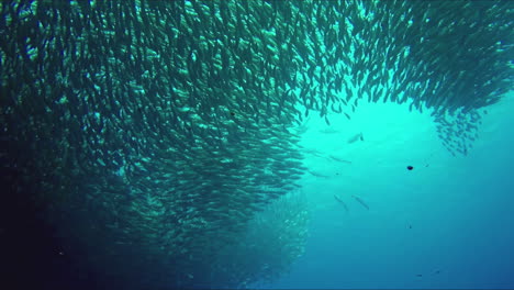A-huge-flock-of-fishes.-A-fish-tornado