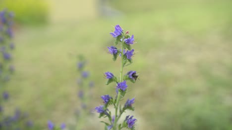 Slo-Mo-Ecu-Honigbiene-Sammelt-Pollen-Auf-Einer-Blume