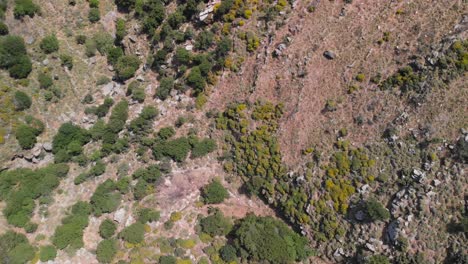 Top-down-rising-aerial-over-arrid,-dry-landscape-with-few-green-bushes