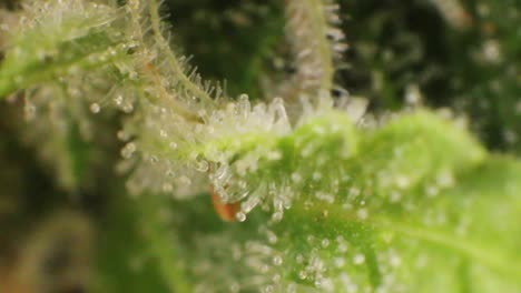 Detail-Einer-Frischen-Grünen-Medizinischen-Marihuana-Blume,-Die-Große-Knospen-Mit-Stempeln,-Narben-Und-Trichomen-In-Form-Von-Kristallen-Erzeugt,-Die-Hohe-Mengen-An-THC-Und-Cannabinoiden-Enthalten