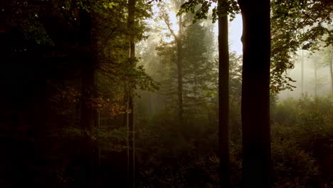 Langsamer-Kameraflug-Durch-Einen-Geheimnisvollen-Nebelwald,-überzogen-Mit-Einem-Goldenen-Schimmer,-Der-Immer-Mehr-Vom-Wald-Freigibt-–-Gefilmt-In-4k