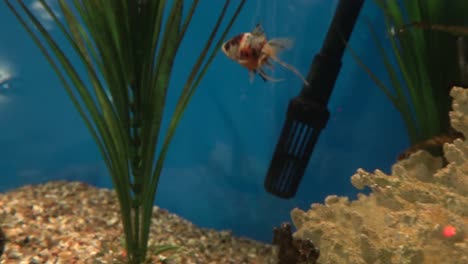 Fische-In-Einem-Aquarium,-Die-Korallen-Berühren-Und-Davonschwimmen