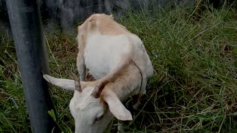 Typical-farm-goat-munches-on-his-meal-of-grass-at-pasture-time