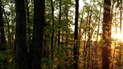 Blick-Auf-Den-Sonnenaufgang,-Der-Durch-Die-Bäume-Ragt