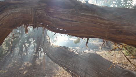 POV-shot-of-something-hiding-underneath-a-fallen-tree-as-forest-fire-smoke-blows-through-the-wilderness