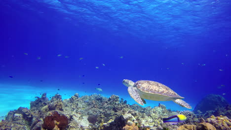 Eine-Meeresschildkröte-Schwimmt-In-Der-Nähe-Des-Riffbodens