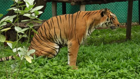 Tigre-Orinando-En-Un-Parque-Nacional