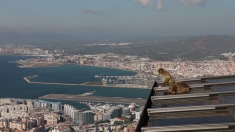 Two-monkeys-resting-on-Rock-of-Gibraltar-roof-during-daytime
