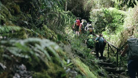 A-Group-Of-Tourists-Walking-Along-The-Trail-In-The-Jungle