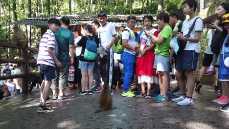 Zhangjiajie,-China---August-2019-:-Crowd-of-chinese-tourists-throwing-pieces-of-fruit-food-to-small-wild-monkey,-Ten-Mile-Gallery-Monkey-Forest,-Zhangjiajie-National-Park