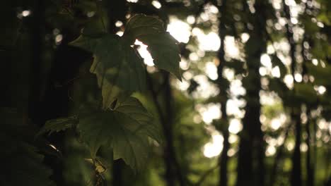 The-morning-light-leaking-through-the-forest-leaves
