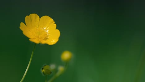 A-buttercup-moves-gently-in-the-breeze-amongst-green-grass