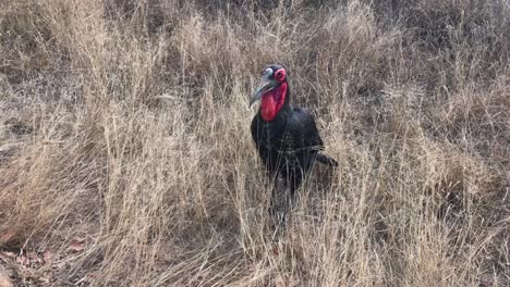 Adult-Southern-Ground-Hornbill-in-the-grass-inflates-red-neck-pouch