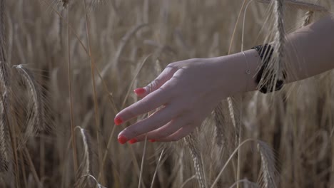 Young-woman's-hand-going-through-a-wheat-field,-on-a-sunny-evening