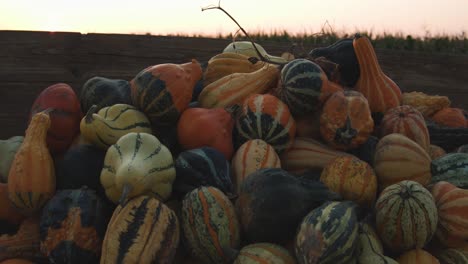 Ornamental-pumpkins-in-front-of-a-corn-field-at-sunset