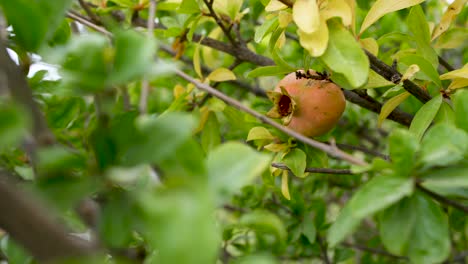 Einzelne-Granatapfelfrucht-Im-Baum-In-Spanien