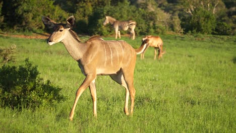 Ein-Weibliches-Kudu-Aufspüren,-Das-über-Eine-Grasbewachsene-Ebene-Des-Addo-elefanten-nationalparks-In-Südafrika-Geht,-Während-Eine-Herde-Von-Kuhantilopen-In-Der-Nähe-Weidet